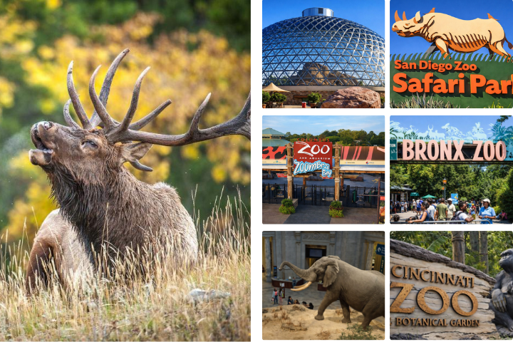 Best Zoos in the US – Top Ranked Zoos in the United States & Largest Zoos in the US
